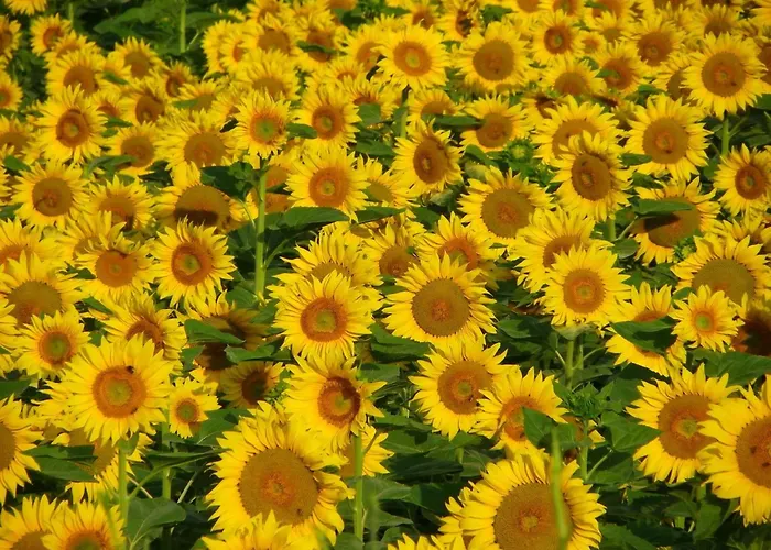 Dordogne Poolside Escape 펜션 *