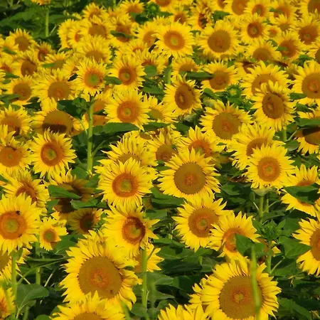 Dordogne Poolside Escape Tatil Evi *