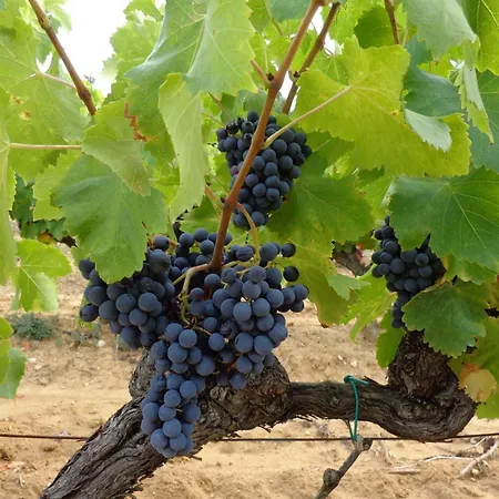 Dordogne Poolside Escape *
