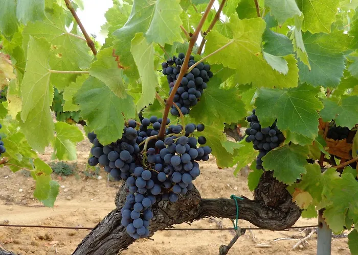 Dordogne Poolside Escape *
